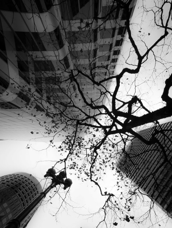 ++294 Eric Chasanov Urban Undergrowth Downtown SF  2013.jpg