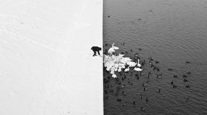 Marcin Ryczeck A man feeding Swans in the snow riverbank of Vistule 2013 Krakow Pologne.jpg