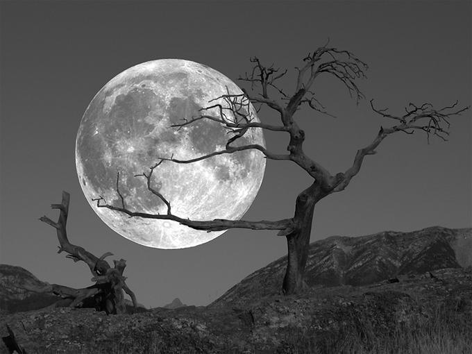 ++338 Moonset by Clive Shaupmeyer.jpg