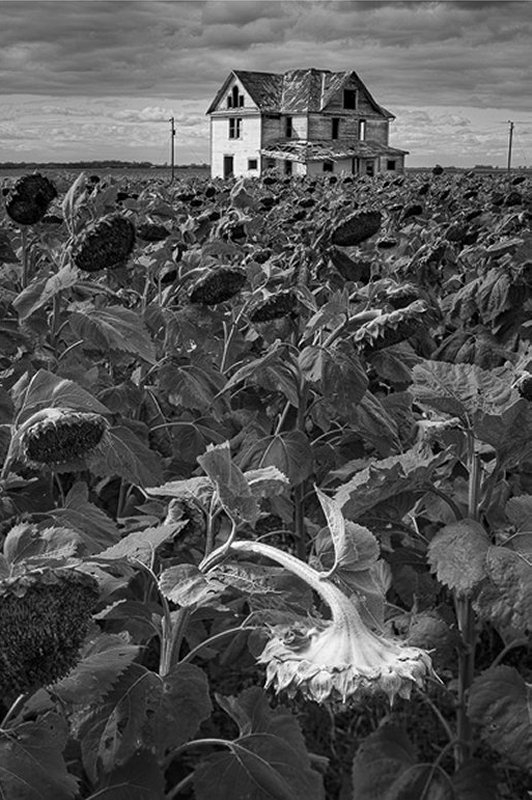 404b chuck kimmerle  Sunflowers and Homestead.jpg